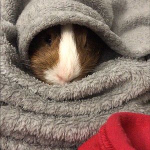 Meet your Posher, Abby